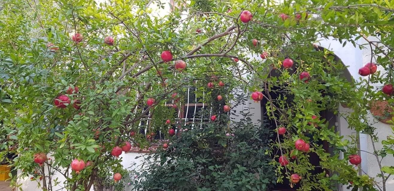 Il Giardino Di Frafa Apartment Quartu SantʼElena Екстериор снимка